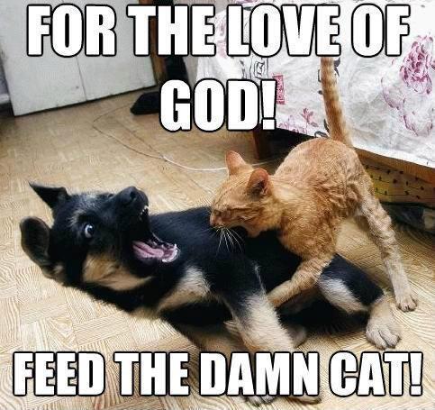 For the love of God! feed the damn cat Picture Quote #1