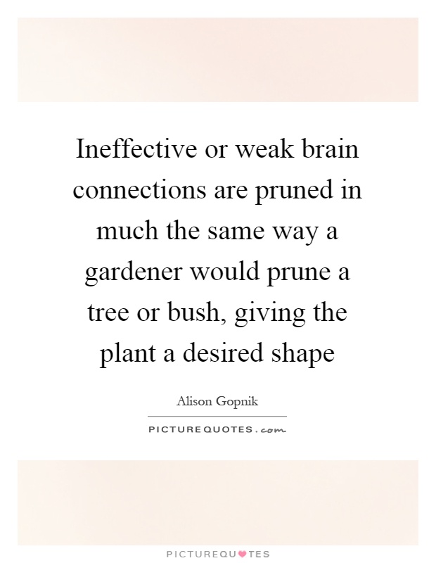 Ineffective or weak brain connections are pruned in much the same way a gardener would prune a tree or bush, giving the plant a desired shape Picture Quote #1
