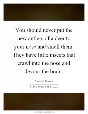 You should never put the new antlers of a deer to your nose and smell them. They have little insects that crawl into the nose and devour the brain Picture Quote #1