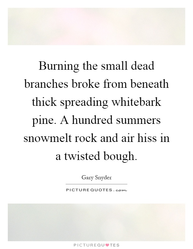 Burning the small dead branches broke from beneath thick spreading whitebark pine. A hundred summers snowmelt rock and air hiss in a twisted bough Picture Quote #1