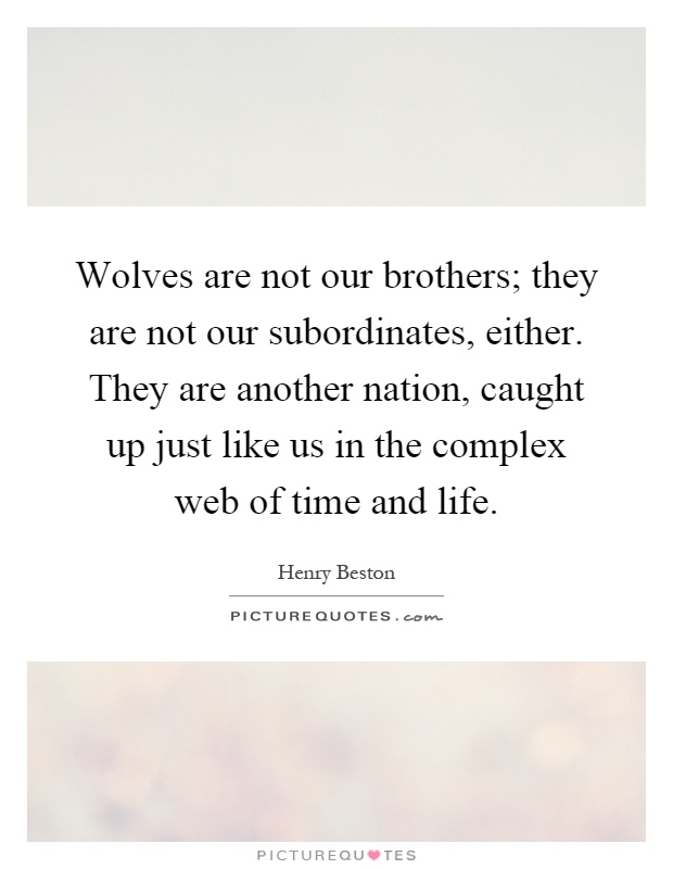 Wolves are not our brothers; they are not our subordinates, either. They are another nation, caught up just like us in the complex web of time and life Picture Quote #1