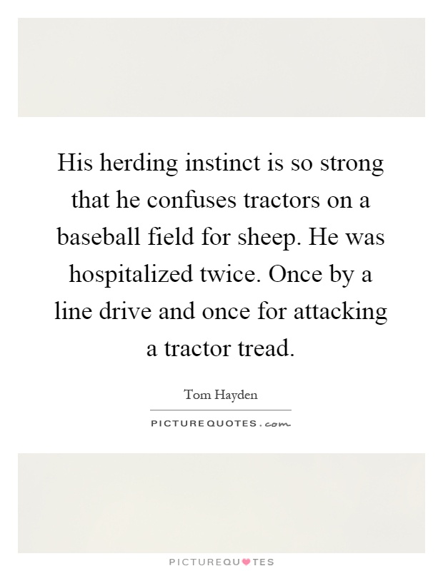 His herding instinct is so strong that he confuses tractors on a baseball field for sheep. He was hospitalized twice. Once by a line drive and once for attacking a tractor tread Picture Quote #1
