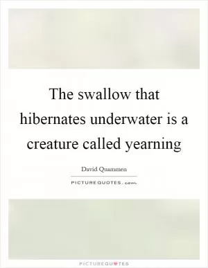 The swallow that hibernates underwater is a creature called yearning Picture Quote #1