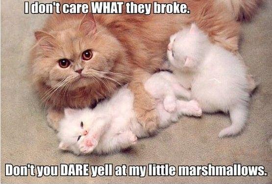 I don't care what they broke, don't you dare yell at my little marshmallows Picture Quote #1