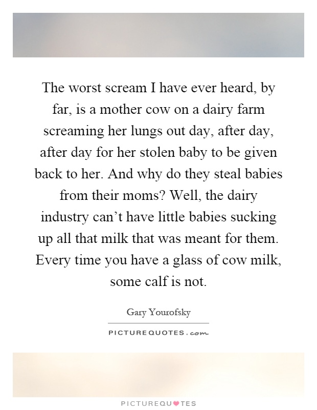 The worst scream I have ever heard, by far, is a mother cow on a dairy farm screaming her lungs out day, after day, after day for her stolen baby to be given back to her. And why do they steal babies from their moms? Well, the dairy industry can't have little babies sucking up all that milk that was meant for them. Every time you have a glass of cow milk, some calf is not Picture Quote #1
