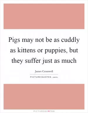 Pigs may not be as cuddly as kittens or puppies, but they suffer just as much Picture Quote #1