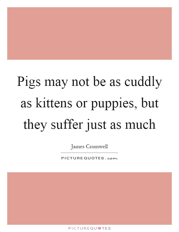 Pigs may not be as cuddly as kittens or puppies, but they suffer just as much Picture Quote #1