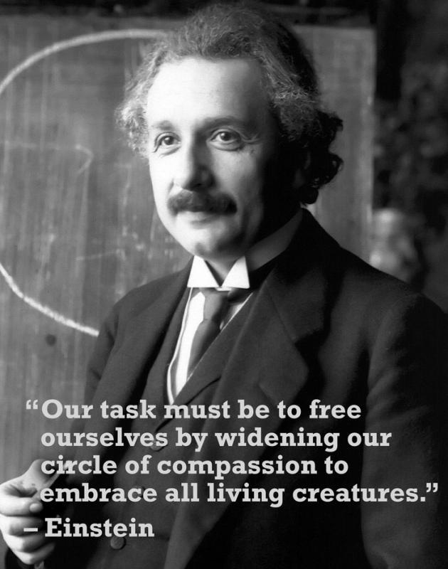 Our task must be to free ourselves by widening our circle of compassion to embrace all living creatures and the whole of nature and its beauty Picture Quote #1