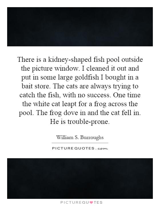 There is a kidney-shaped fish pool outside the picture window. I cleaned it out and put in some large goldfish I bought in a bait store. The cats are always trying to catch the fish, with no success. One time the white cat leapt for a frog across the pool. The frog dove in and the cat fell in. He is trouble-prone Picture Quote #1