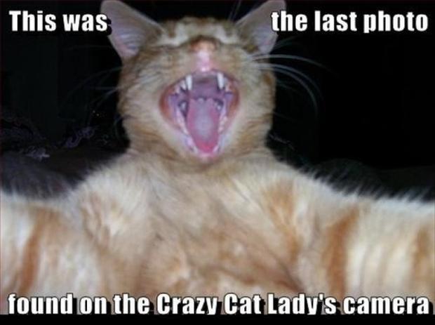 This was the last photo found on crazy cat lady's camera Picture Quote #1