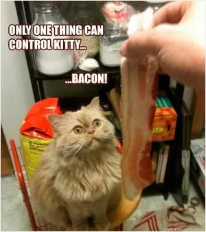 Only one thing can control kitty. Bacon! Picture Quote #1