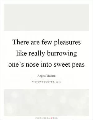 There are few pleasures like really burrowing one’s nose into sweet peas Picture Quote #1