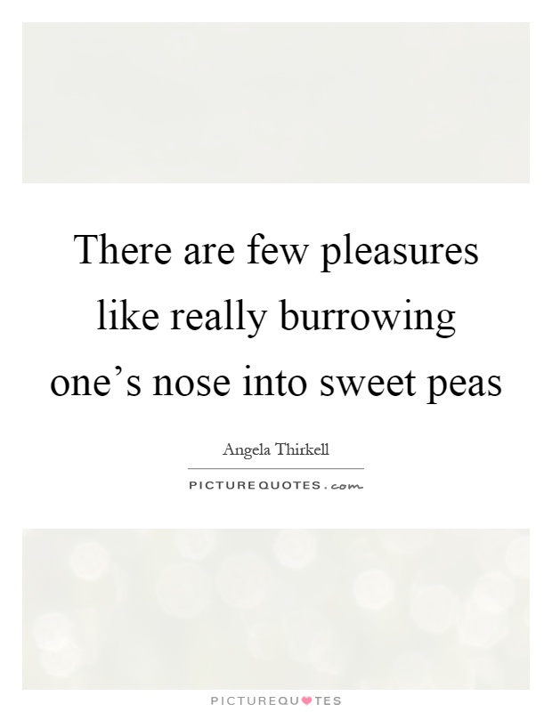 There are few pleasures like really burrowing one's nose into sweet peas Picture Quote #1