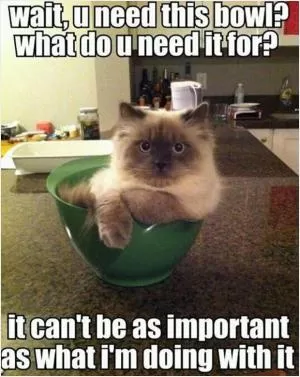 Wait, u need this bowl? What do u need it for? It can’t be as important as what I’m doing with it Picture Quote #1