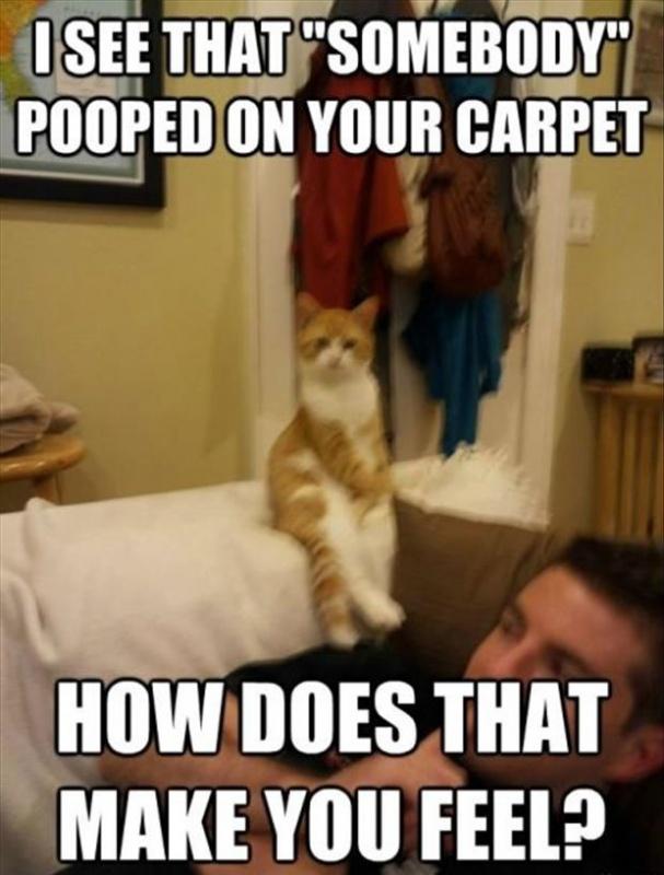 I see that “somebody” pooped on your carpet. How does that make you feel? Picture Quote #1