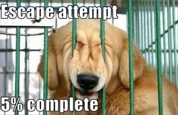 Escape attempt 5% complete Picture Quote #1