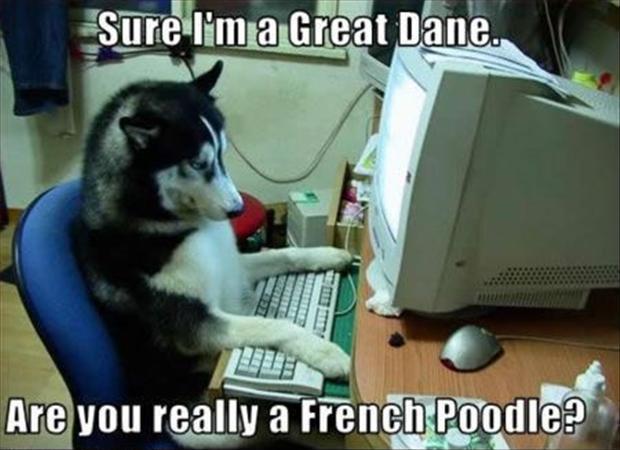 Sure I'm a Great Dane. Are you really a French Poodle? Picture Quote #1