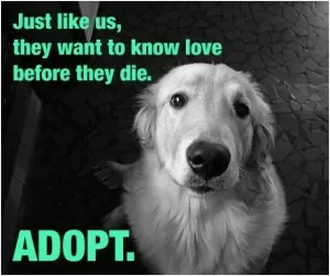 Just like us they want to know love before they die. Adopt Picture Quote #1