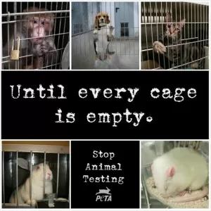 Until every cage is empty. Stop animal testing Picture Quote #1