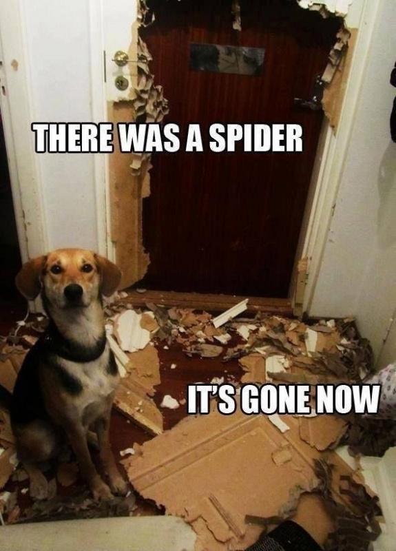 There was a spider. It's gone now Picture Quote #1