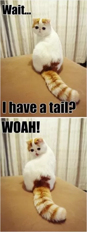 Wait... I have a tail? Woah! Picture Quote #1