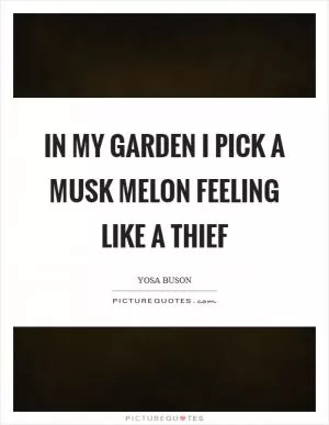 In my garden I pick a musk melon feeling like a thief Picture Quote #1