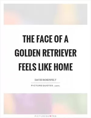 The face of a golden retriever feels like home Picture Quote #1
