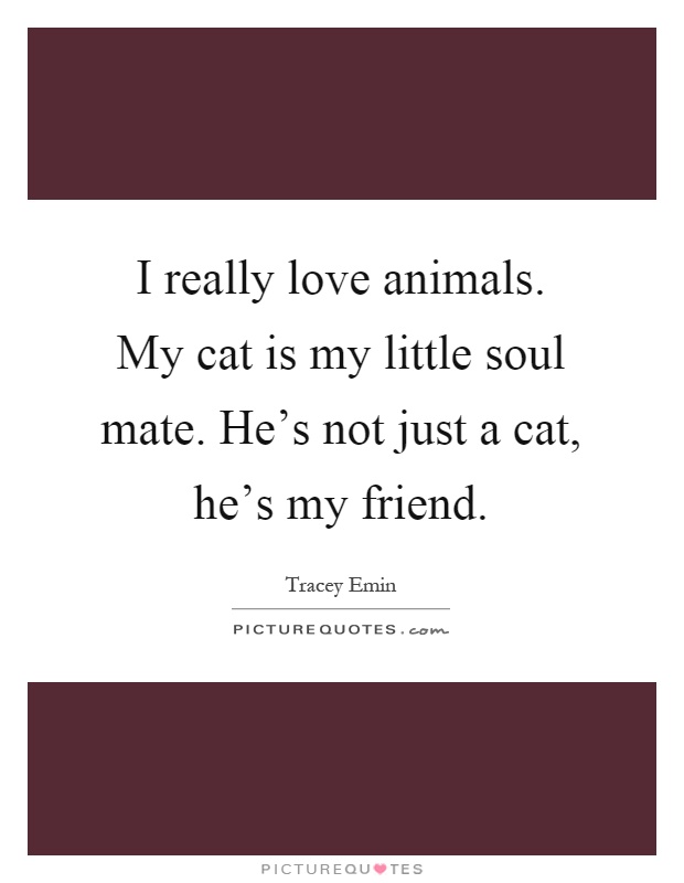 I really love animals. My cat is my little soul mate. He's not just a cat, he's my friend Picture Quote #1
