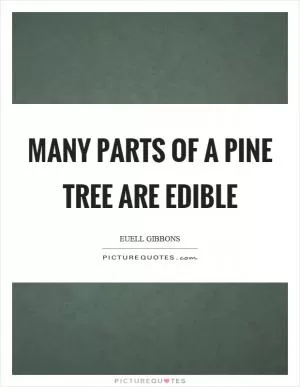 Many parts of a pine tree are edible Picture Quote #1