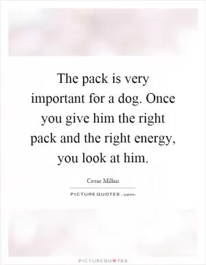 The pack is very important for a dog. Once you give him the right pack and the right energy, you look at him Picture Quote #1