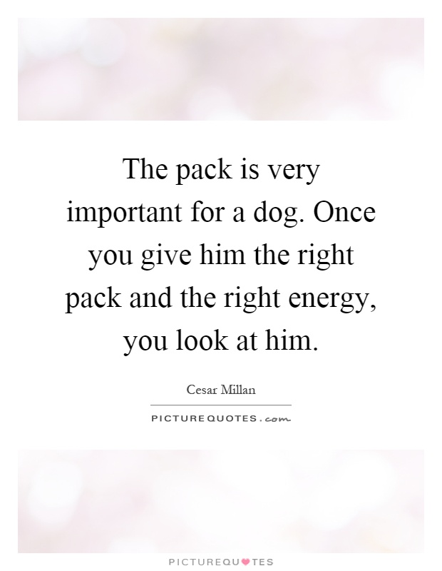 The pack is very important for a dog. Once you give him the right pack and the right energy, you look at him Picture Quote #1