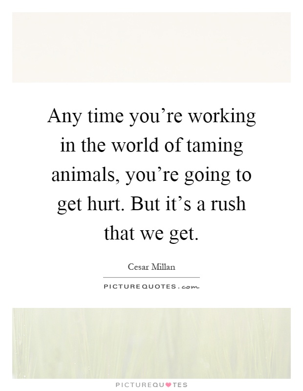 Any time you're working in the world of taming animals, you're going to get hurt. But it's a rush that we get Picture Quote #1