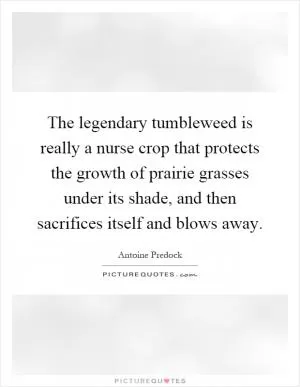 The legendary tumbleweed is really a nurse crop that protects the growth of prairie grasses under its shade, and then sacrifices itself and blows away Picture Quote #1
