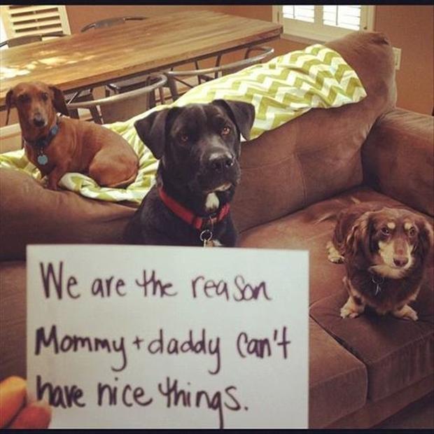 We are the reason mommy and daddy can't have nice things Picture Quote #1