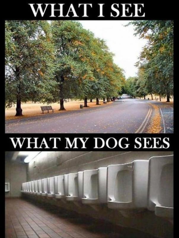What I see. What my dog sees Picture Quote #1