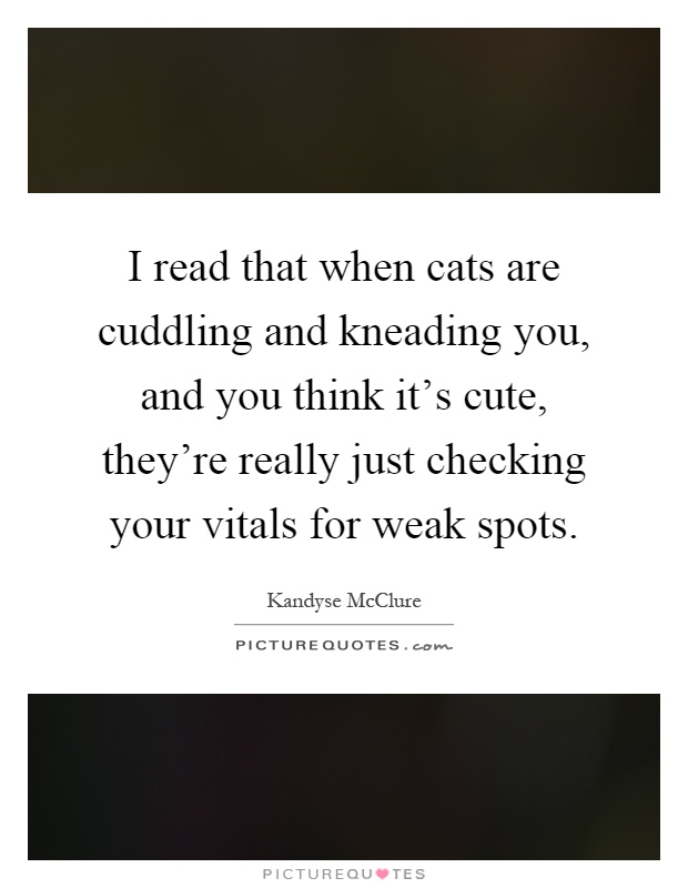 I read that when cats are cuddling and kneading you, and you think it's cute, they're really just checking your vitals for weak spots Picture Quote #1