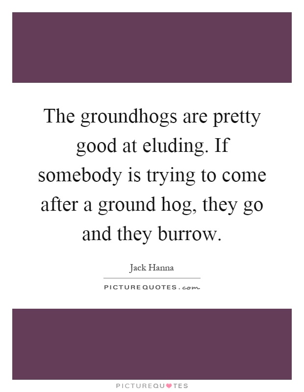 The groundhogs are pretty good at eluding. If somebody is trying to come after a ground hog, they go and they burrow Picture Quote #1