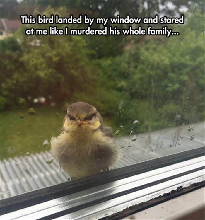 This bird landed by my window and stared at me like I murdered his whole family Picture Quote #1