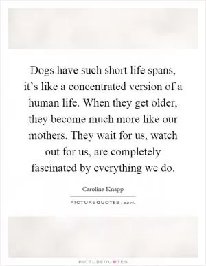 Dogs have such short life spans, it’s like a concentrated version of a human life. When they get older, they become much more like our mothers. They wait for us, watch out for us, are completely fascinated by everything we do Picture Quote #1