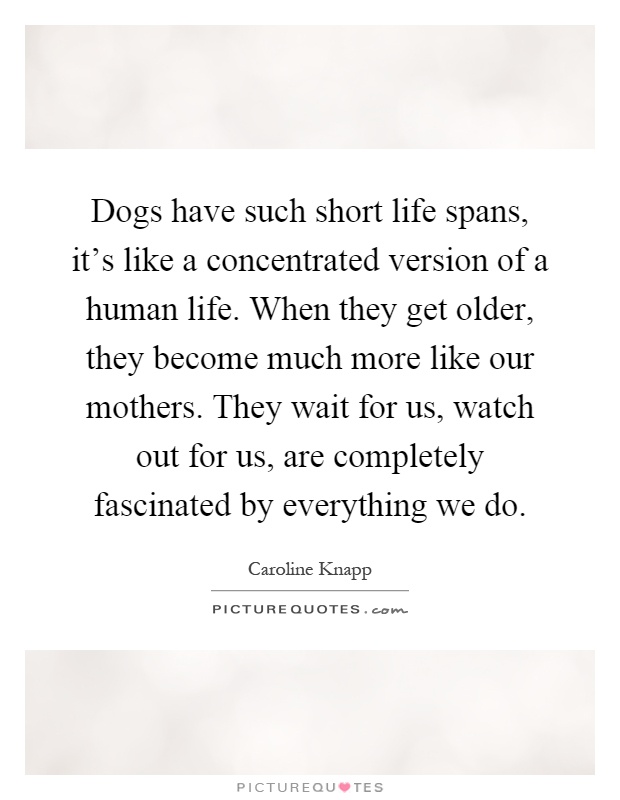 Dogs have such short life spans, it's like a concentrated version of a human life. When they get older, they become much more like our mothers. They wait for us, watch out for us, are completely fascinated by everything we do Picture Quote #1