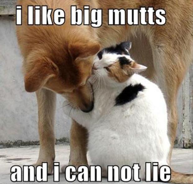 I like big mutts and I can not lie Picture Quote #1