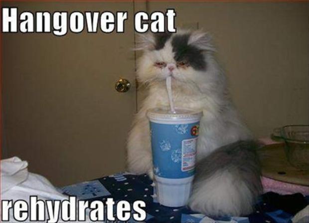 Hangover cat rehydrates Picture Quote #1