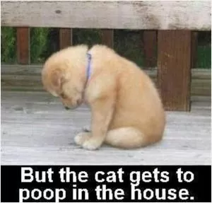 But the cat gets to poop in the house Picture Quote #1