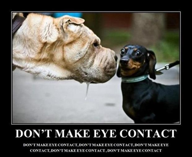 Don't make eye contact. Don't make eye contact. Don't make eye contact. Don't make eye contact. Don't make eye contact. Don't make eye contact Picture Quote #1