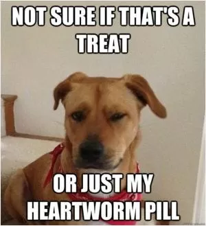 Not sure if that’s a treat or just my heartworm pill Picture Quote #1