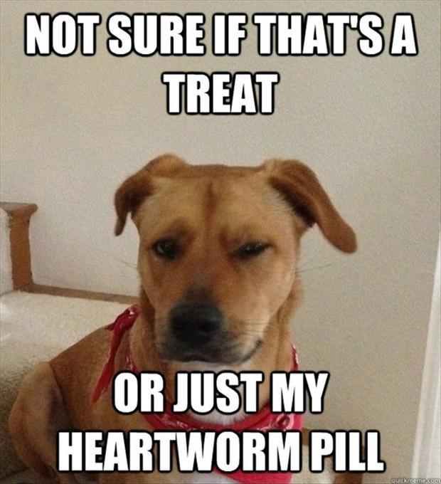 Not sure if that's a treat or just my heartworm pill Picture Quote #1