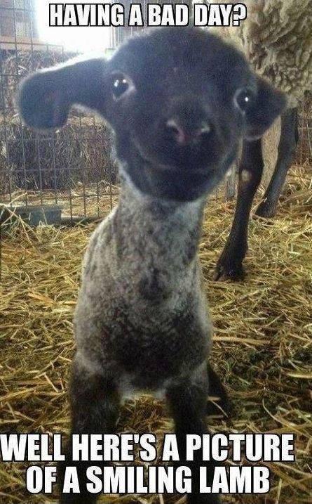 Having a bad day? Well here’s a picture of a smiling lamb Picture Quote #1