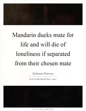 Mandarin ducks mate for life and will die of loneliness if separated from their chosen mate Picture Quote #1
