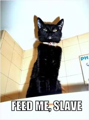 Feed me, slave Picture Quote #1