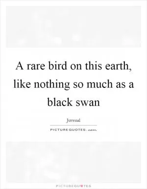 A rare bird on this earth, like nothing so much as a black swan Picture Quote #1